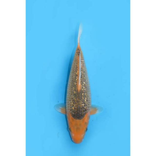 Aka Matsuba Jumbo Tosai - 30cm Female