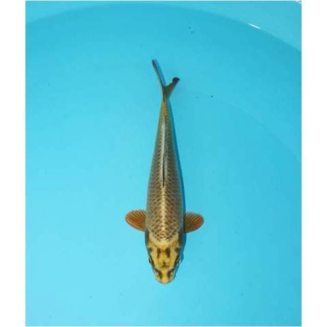 MUKASHI 23 CM MALE