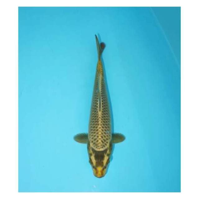MUKASHI 24 CM MALW