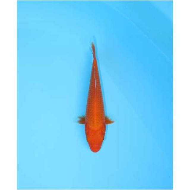 AKA HAJIRO 17 CM FEMALE