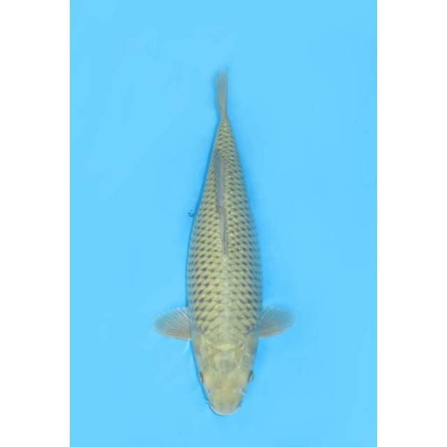 Jumbo Soragoi - 50cm Female