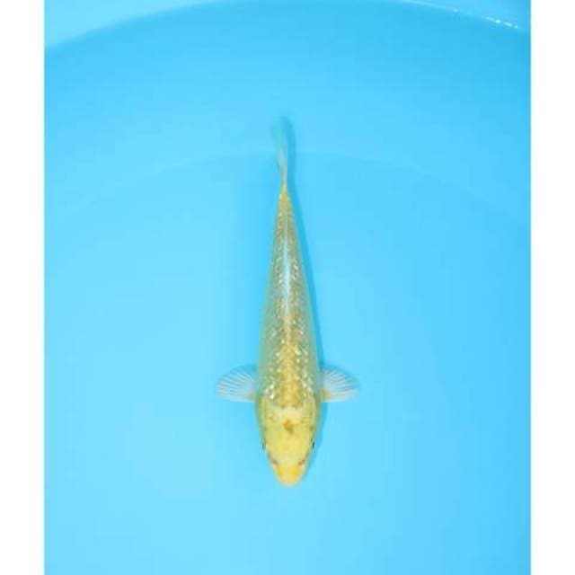 OGON GINRIN 18 CM MALE