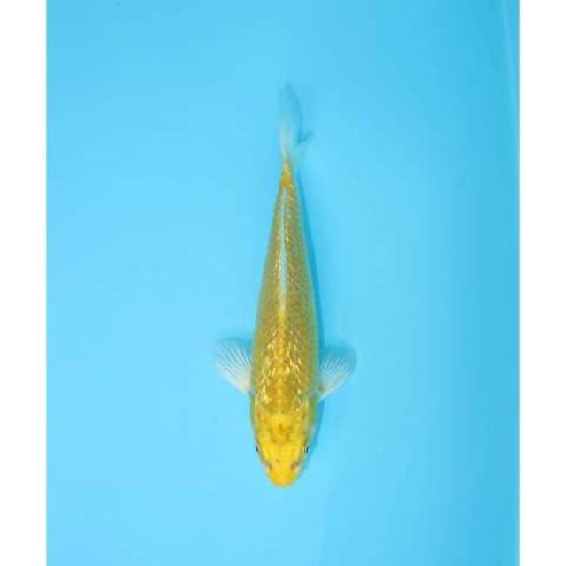 OGON GINRIN 17 CM MALE