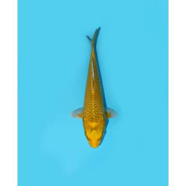 OGON 17 CM FEMALE