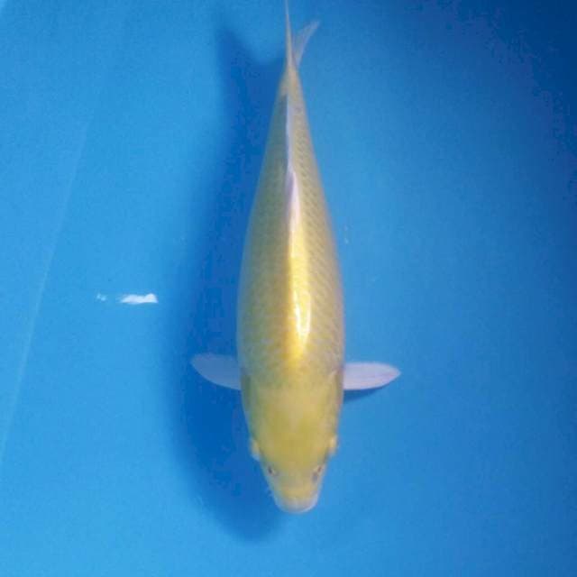 Yamabuki, 37 cm
