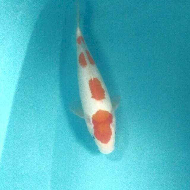 Kohaku, 34 cm