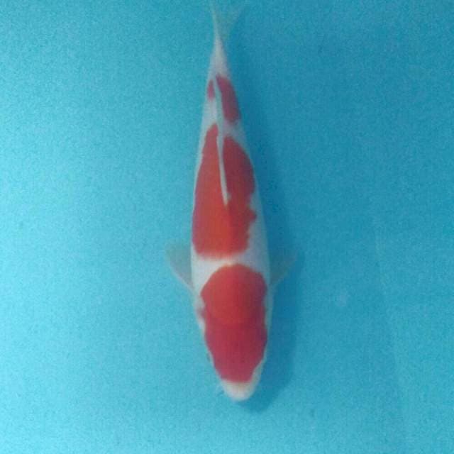 Kohaku, 25 cm