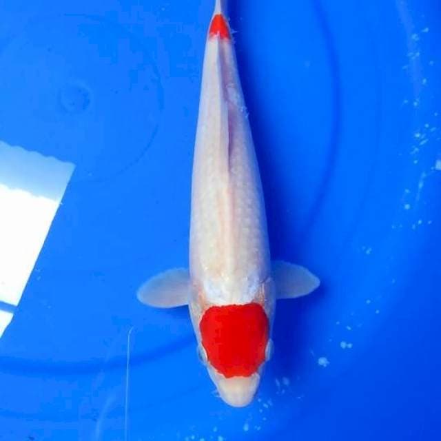 Super Red prospek jumbo