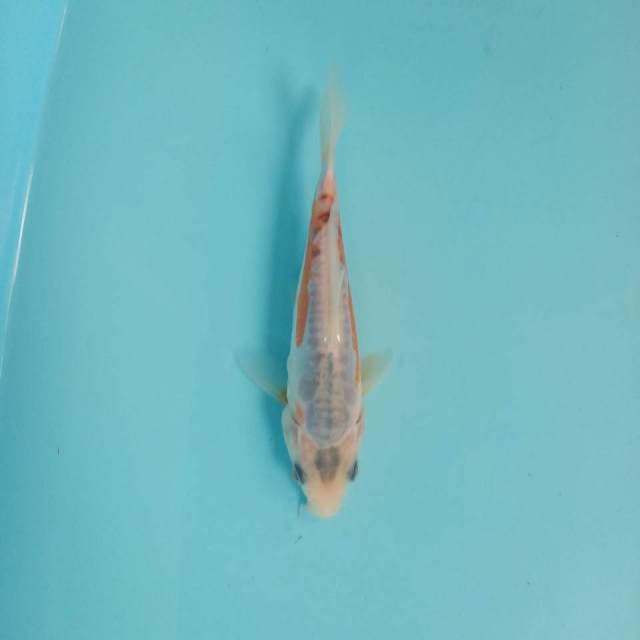 Shusui 14cm