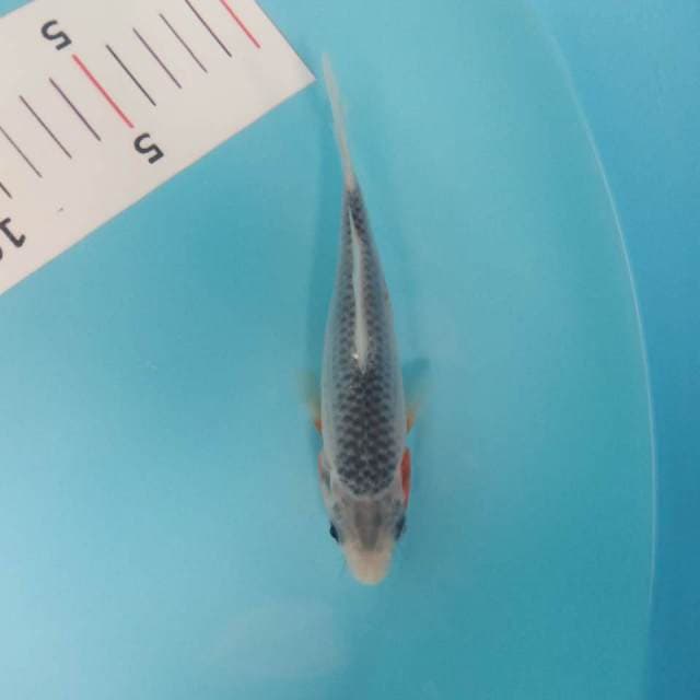Asagi 15cm