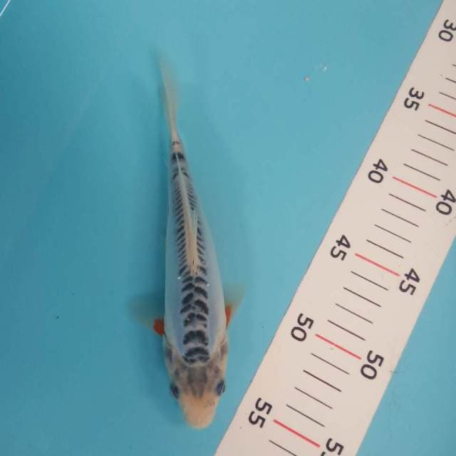 Shusui siip 20cm