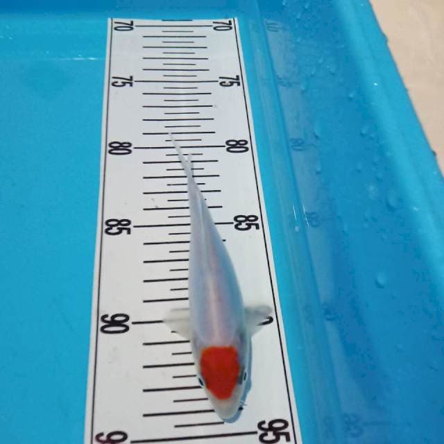 Tancho kohaku orisinil 14cm siip