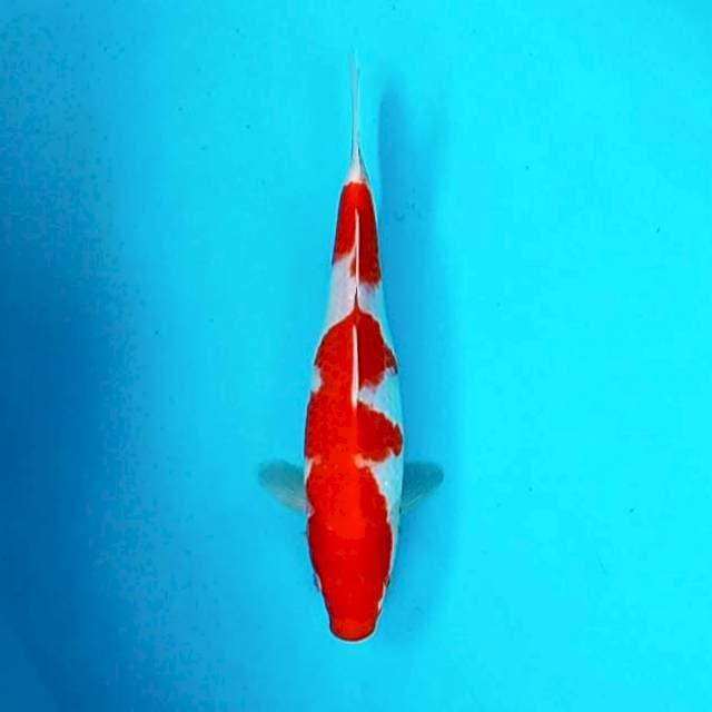 Kohaku # 28cm