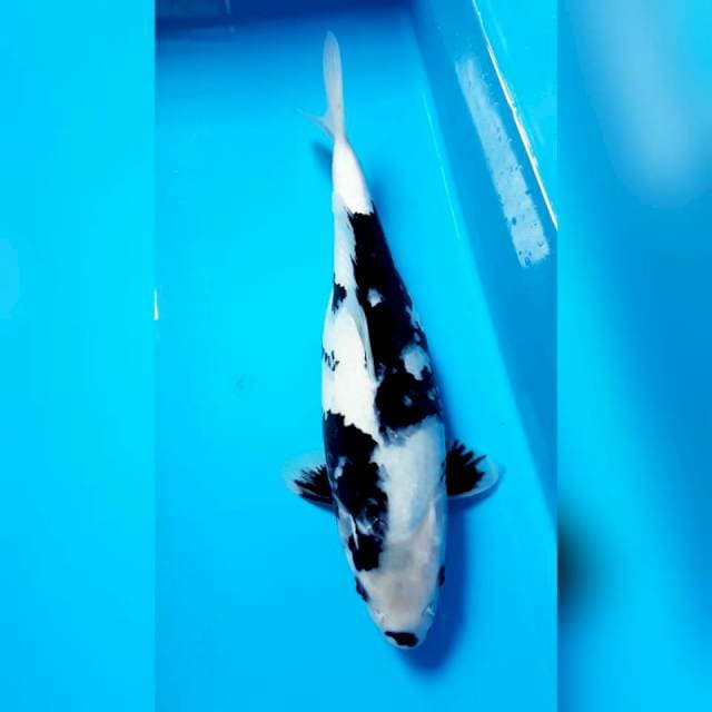 SHIRO 31cm FEMALE