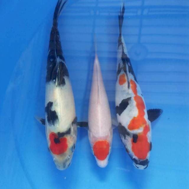 17,25 cm mix. 