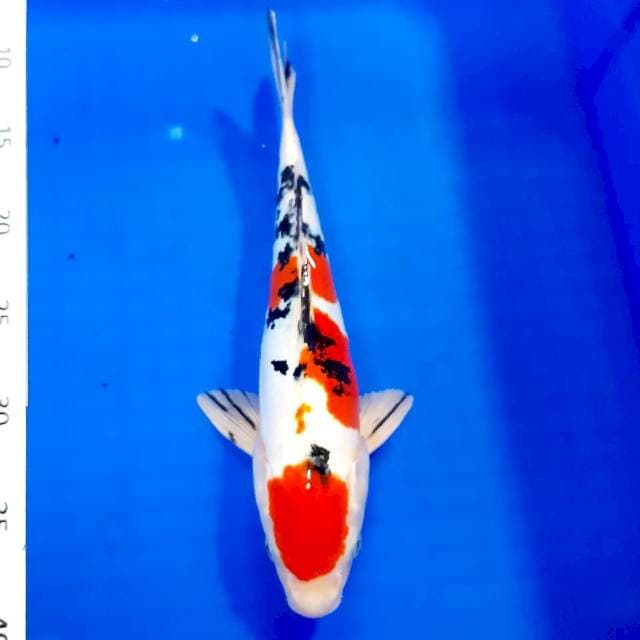 Sanke doit male 30 cm