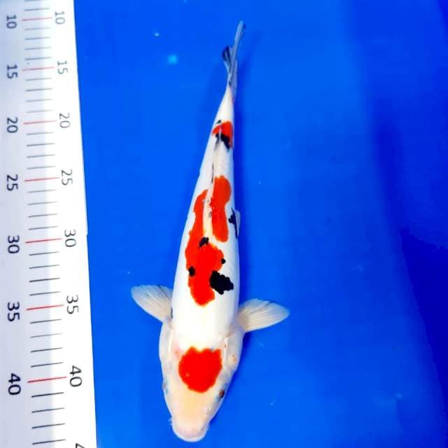 Maruten sanke doit male 30 cm