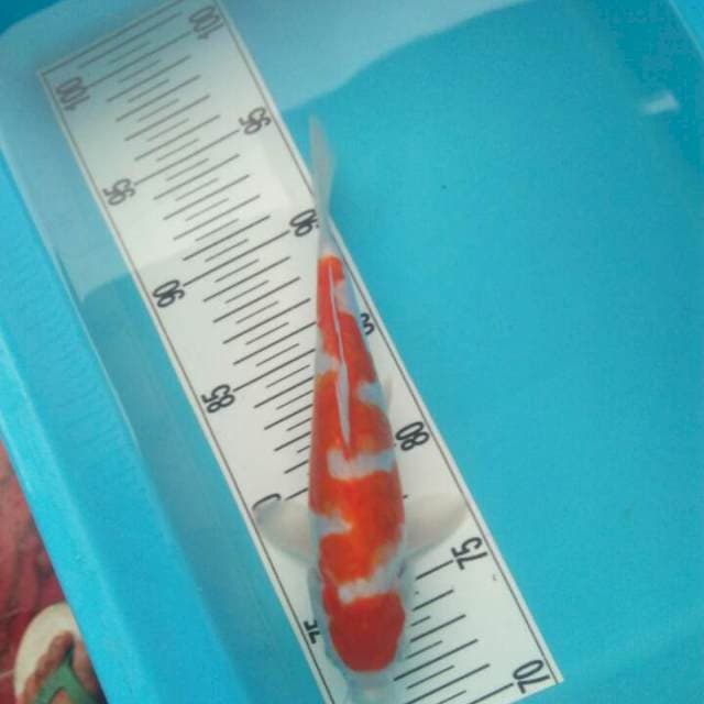 20 cm kohaku doit inasoma
