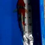 Goshiki 35BU