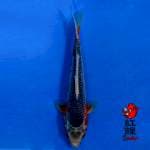 F1 OOYA asagi 28cm