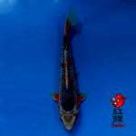 F1 OOYA ASAGI 30CM