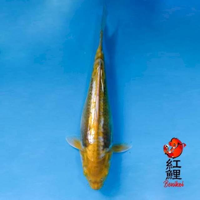 Midori doitsu 35cm bulky