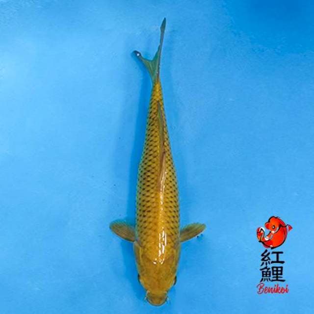 Midori jumbo tosai 38cm