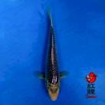 F1 OOYA asagi 36cm