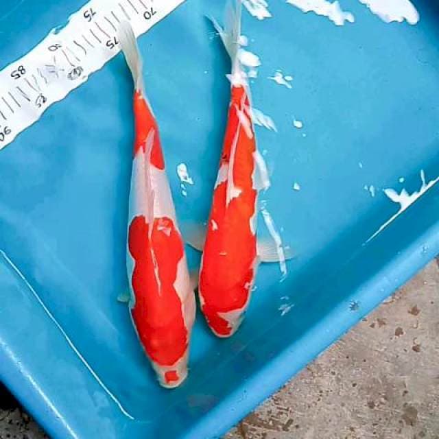 Doitsu 36-38cm yg satu sirip kecil