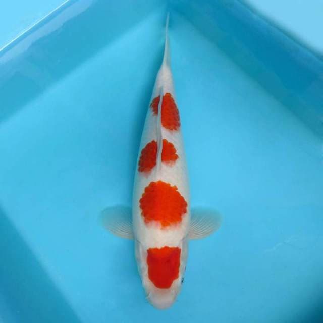 1. DE CLASSE 1 ~ Kohaku 4 steps