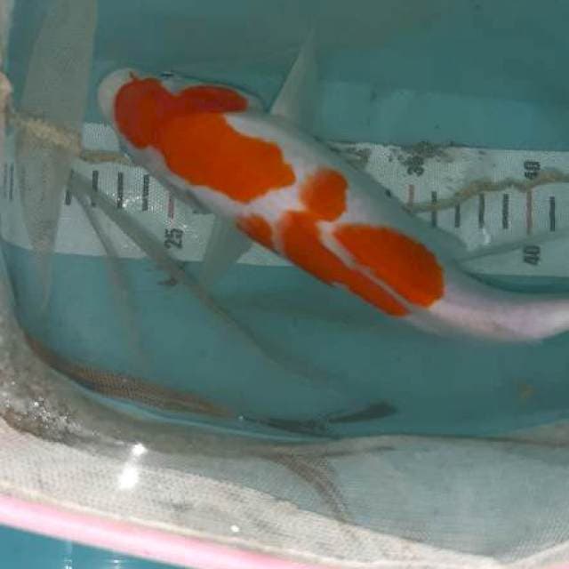 Kohaku 