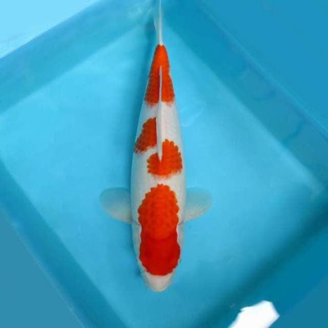 2. DE CLASSE 2 ~ Kohaku