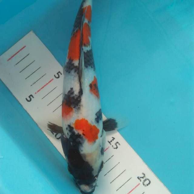 25 cm show