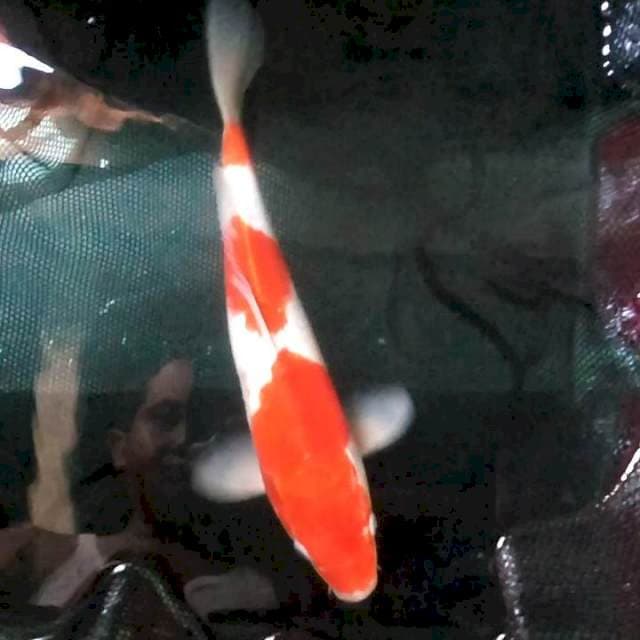 30cm. Kohaku