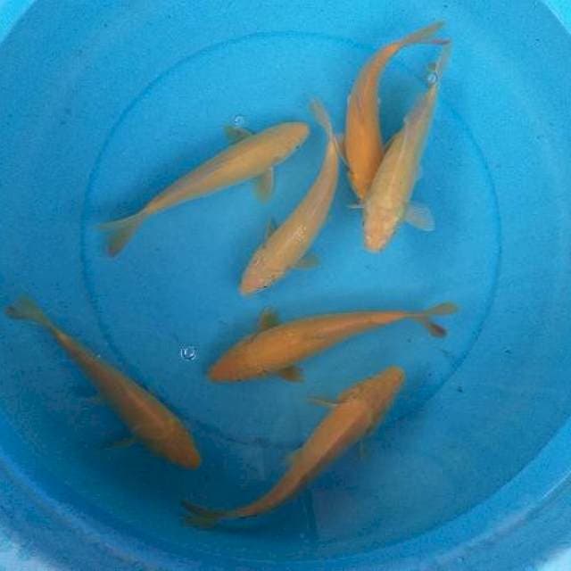Mix paket karasi 7 ekor