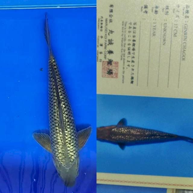 Chagoi gingrin import marusei