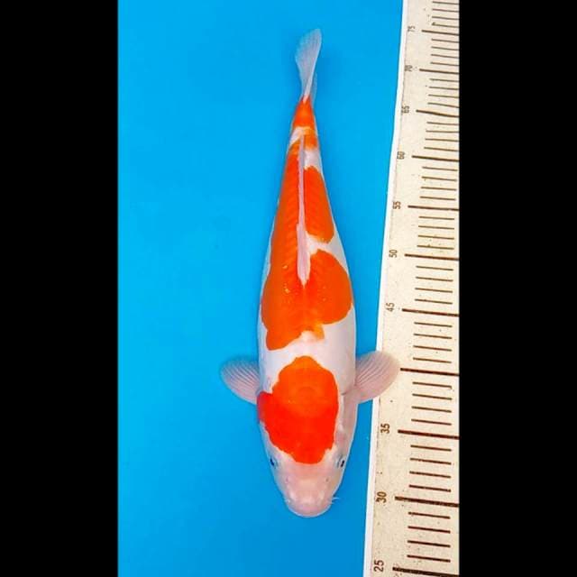 Kohaku doitsu Bulky