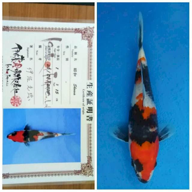 Isa Showa