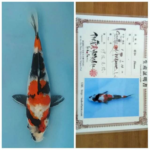 Isa Showa