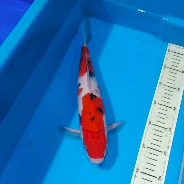 Sanke meriah merah