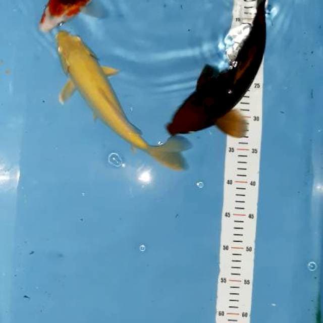 Mix chagoi.karasi.goromo
