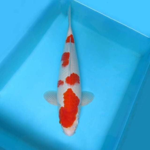6. DE CLASSE 6 ~ ASAHI KOHAKU