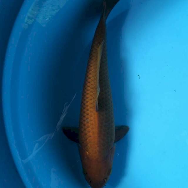 Chagoi tea 30cm / F