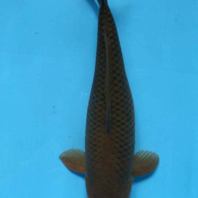 Chagoi 31cm / F