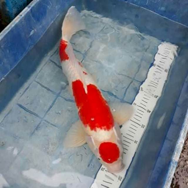 Sk kohaku maruten