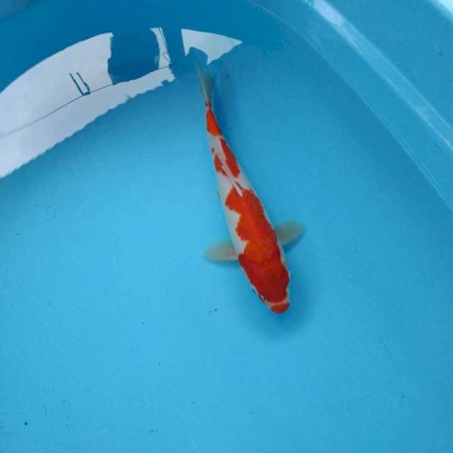 Kohaku Male 34 cm
