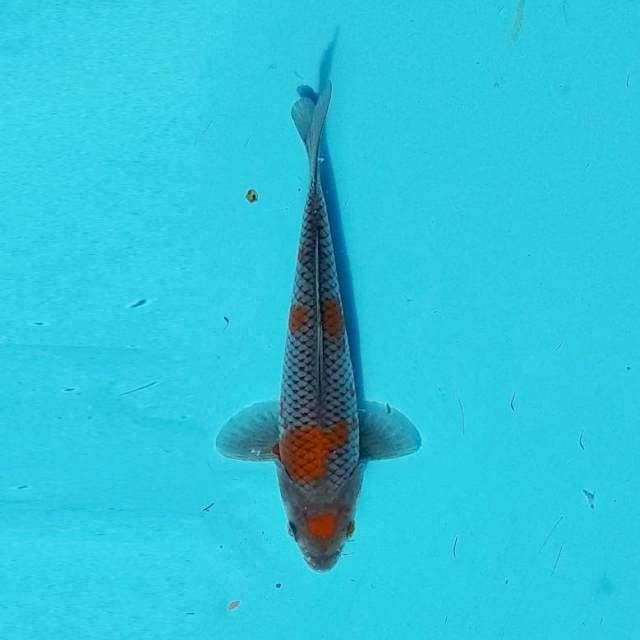 OCHIBA 21 CM