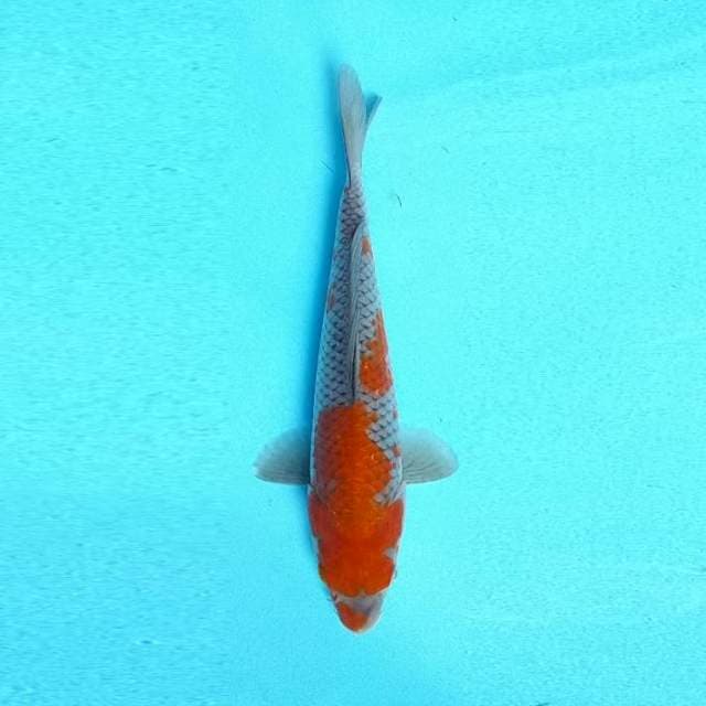 OCHIBA 25 CM