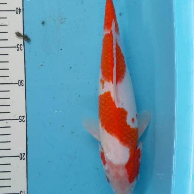 Aigoromo 31cm