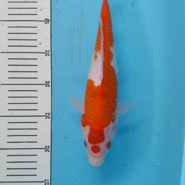 Aigoromo 29cm